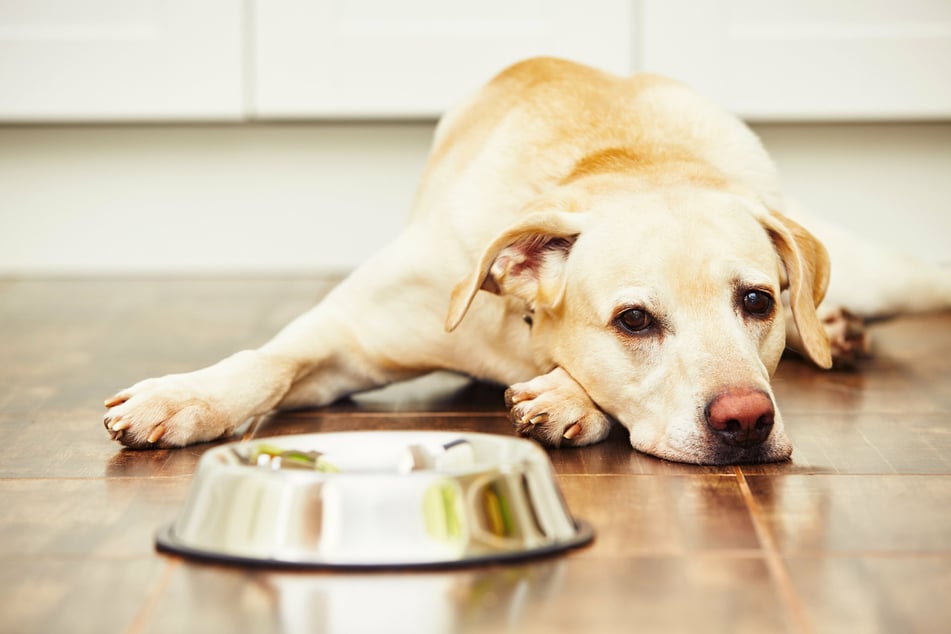 Magendrehung beim Hund: Vermeide diese fünf Fehler bei der Fütterung