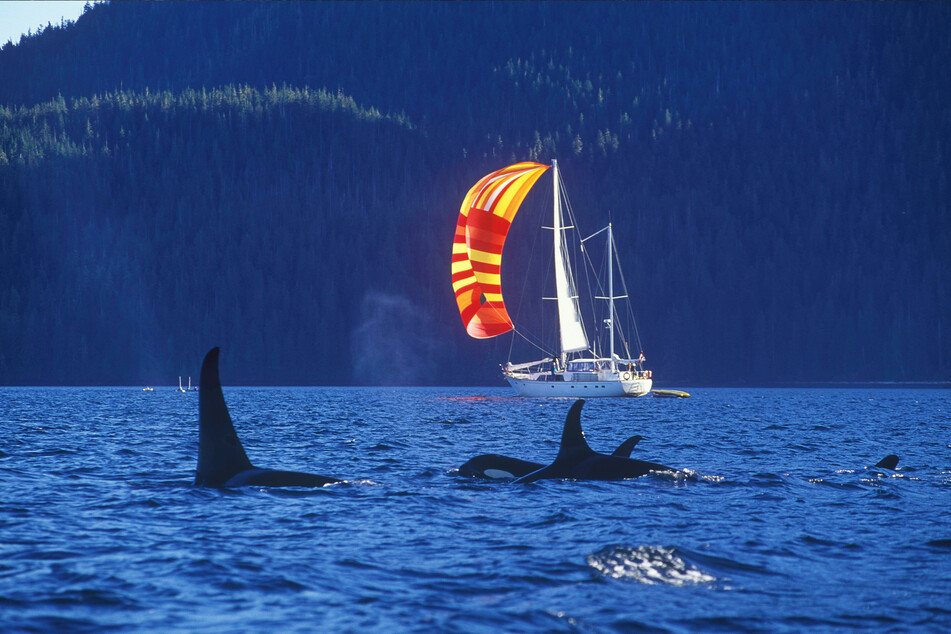 Orcas have increasingly been interacting with and damaging boats over the last few years.