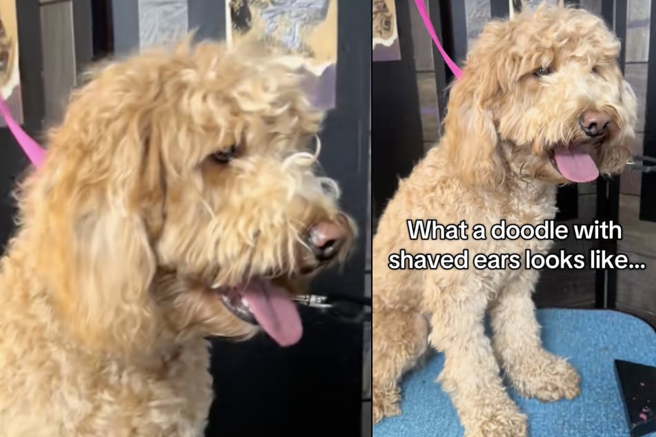 Goldendoodle "Jett" hatte den Besuch beim Hundefriseur wirklich bitter nötig.