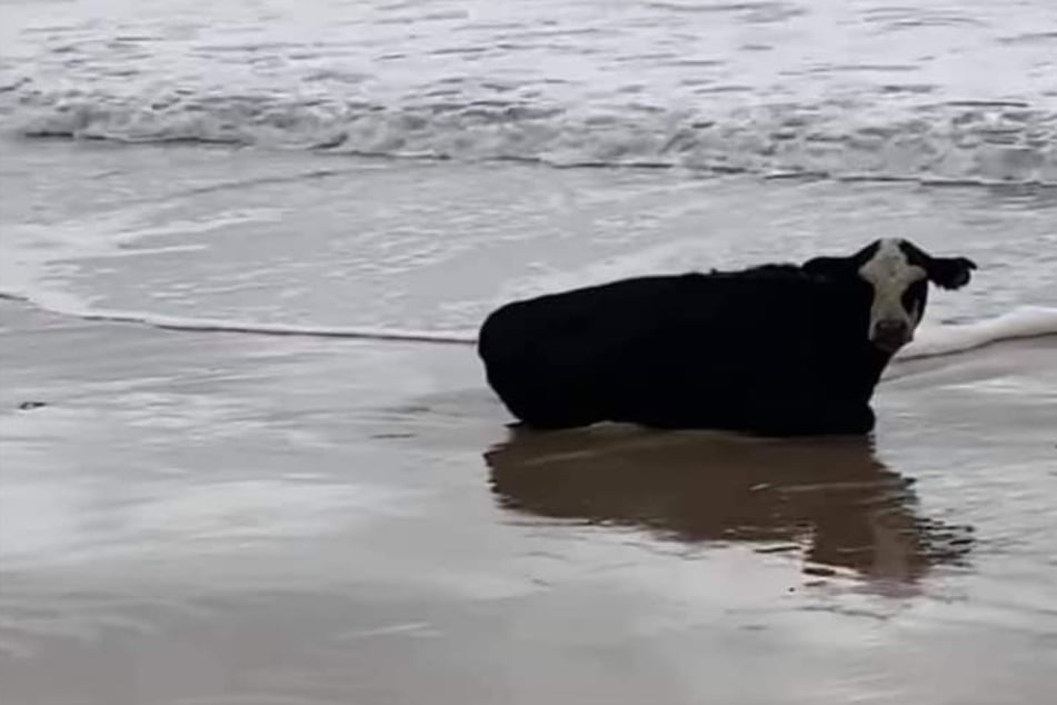 Cowabunga! Live cow washes up on shore and shocks beachgoers