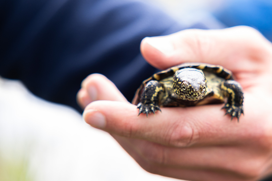 Eine Sumpfschildkröte wie diese wurde einfach am Straßenrand ausgesetzt. (Symbolbild)