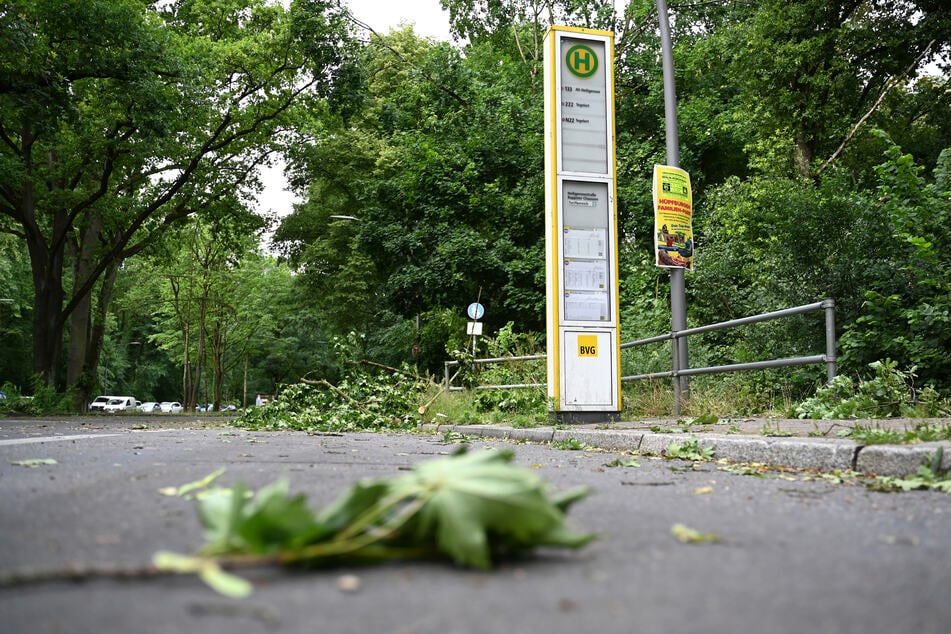 Für Besucher waren die Waldgebiete im Berliner Nordwesten zuletzt gesperrt. (Archivbild)