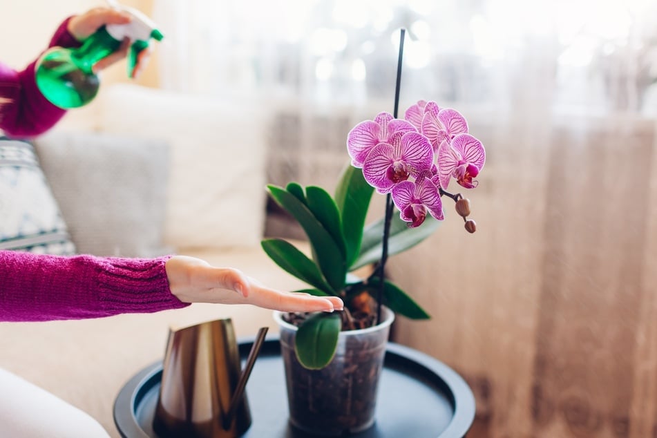 Möchte man länger etwas von der Pflanze haben, sollte man seine Orchidee richtig pflegen.