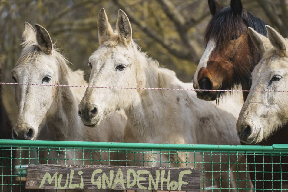 Drei Mulis und ein Pferd (braun mit Blesse) stehen auf der Koppel des Vereinsgeländes. Der Muli Gnadenhof Wertheim gibt dort mehreren ehemaligen Bundeswehrmulis nach ihrer aktiven Dienstzeit ein Gnadenbrot.