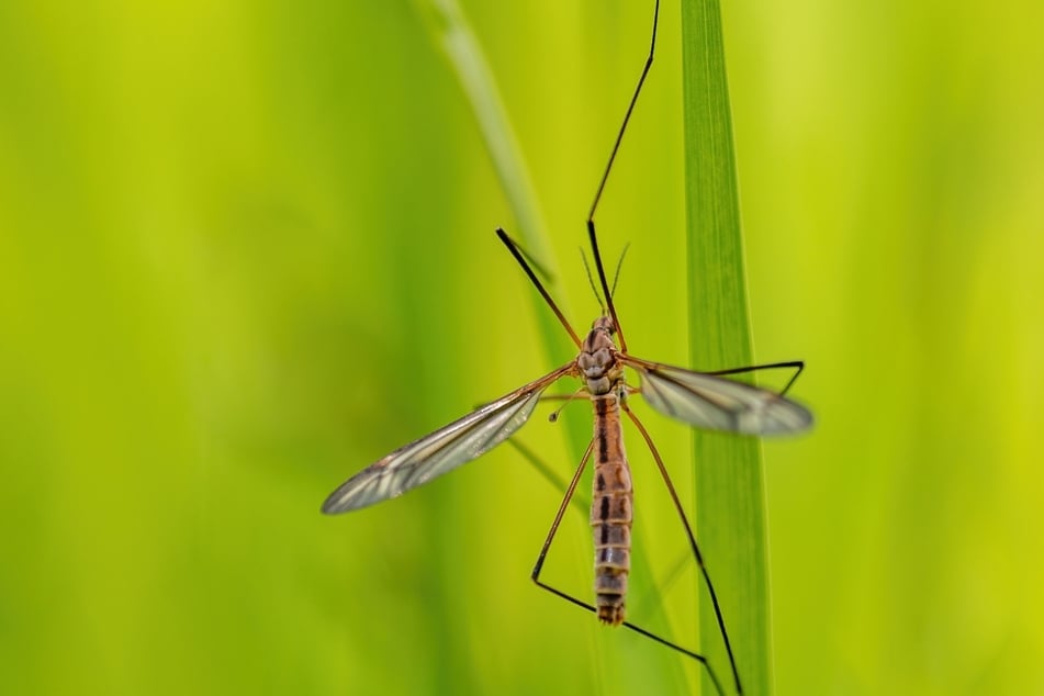 Wiesenschnake bekämpfen: Ja oder nein?