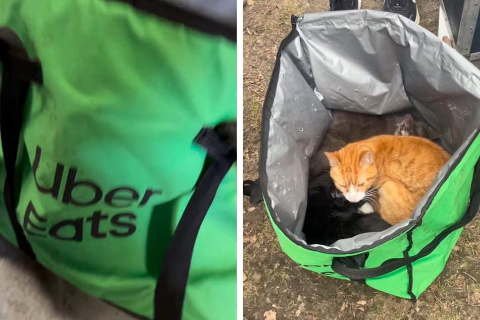 In diesem Uber-Eats-Bag steckten drei Katzen.