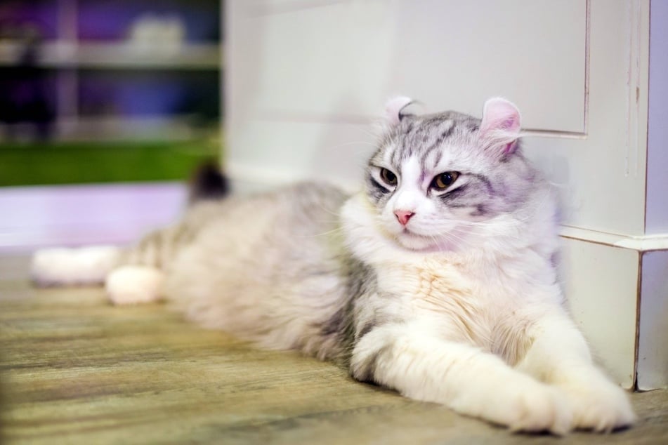 With curly ears and a friendly face, the American Curl is a wonderful kitty.