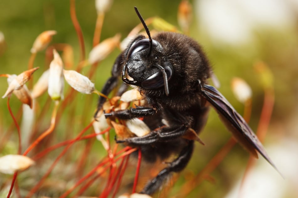 How big is the biggest bee in the world, and where does it come from?