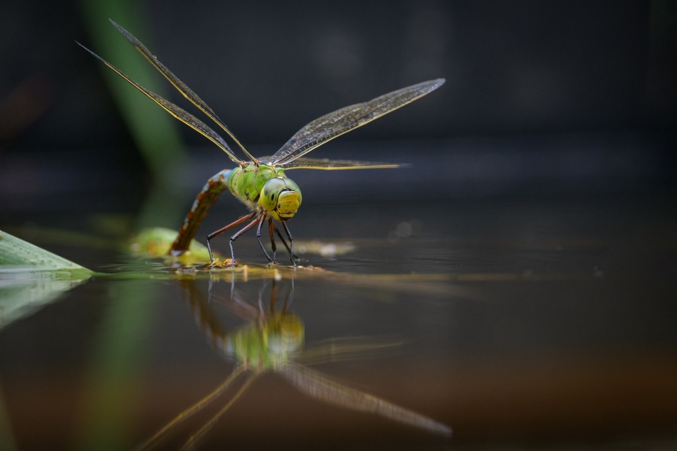Wasserlebende Insekten werden durch das Wasser magisch angezogen, sie fühlen sich am Miniteich wohl.