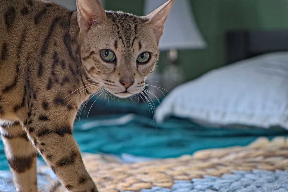 Ocicats have lanky legs and whispy whiskers.