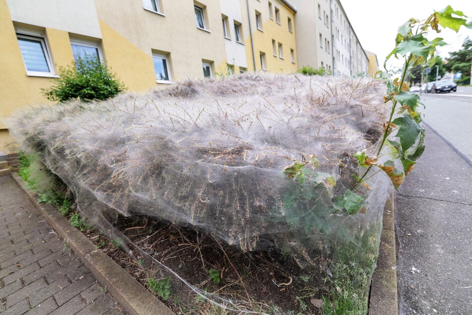 Ein weißer Schleier so weit das Auge reicht: Darunter fressen die Larven die Blätter ab.