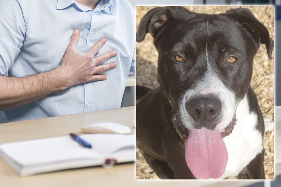 Mann adoptiert Tierheim-Hund: Am nächsten Tag überschlagen sich die Ereignisse
