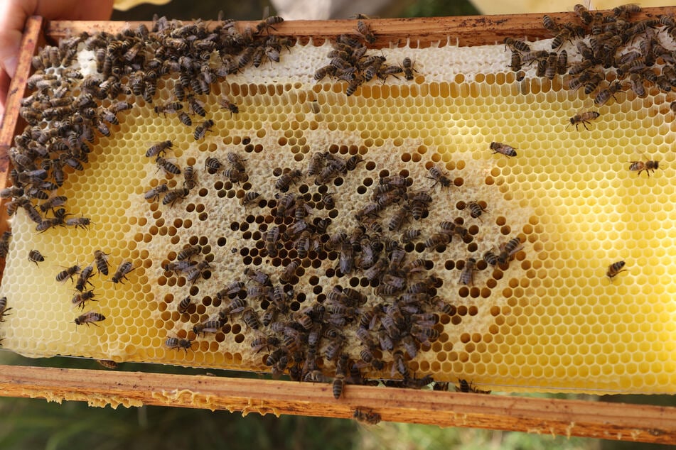 Die Bienen sind nun auch über den Tod der Queen informiert. (Symbolbild)