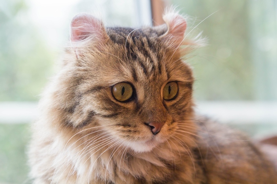 The American curl has become famous for its adorable curved-over ears.