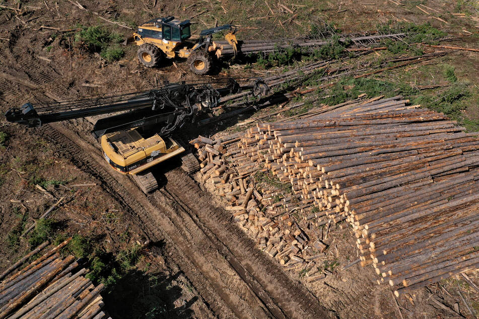 Logging is likely to see a rapid increase as the Trump administration slashes regulation.