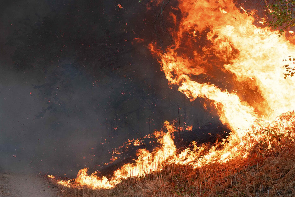 Das Feuer in Hürtgenwald war am 13. August in der Nähe der Wehebachtalsperre ausgebrochen und entwickelte sich zum größten Waldbrand in der Geschichte NRWs. (Archivbild)