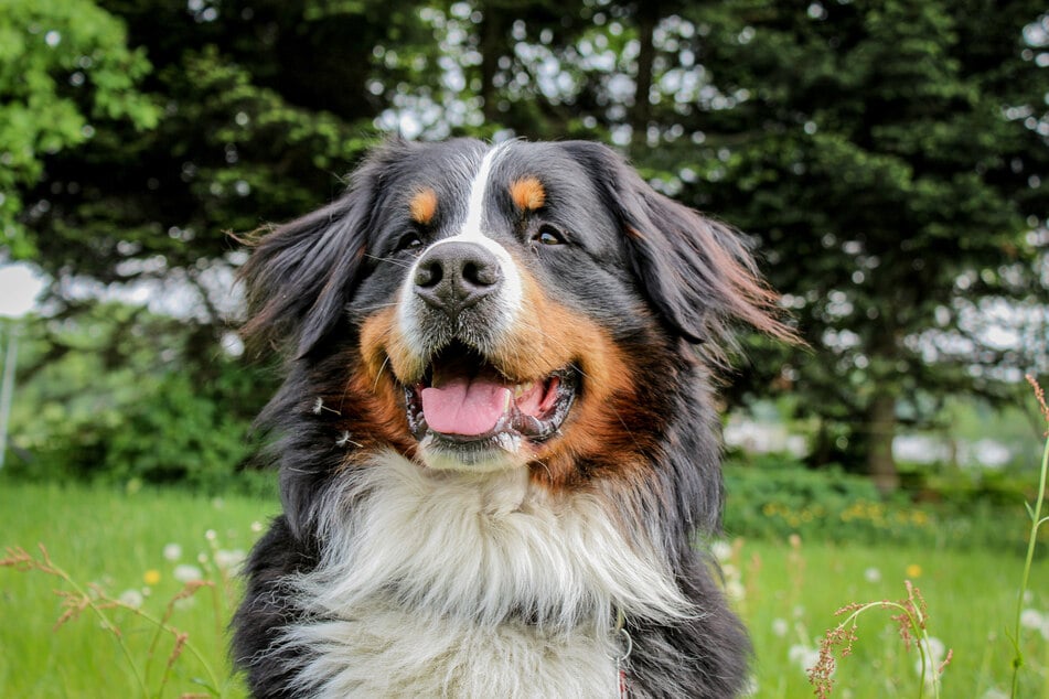 The Bernese mountain dog is a fascinating and beautiful animal.