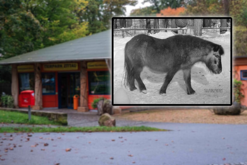 Polizei fahndet nach den Tätern: Tierquäler folterten Pony im Zoo tot