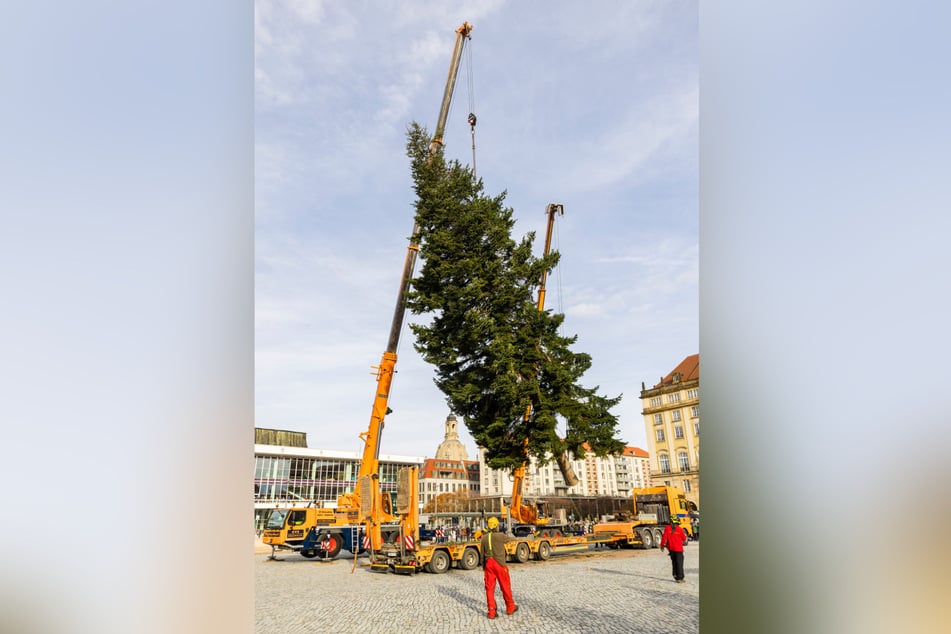 Im besten Fall soll die Striezelmarkttanne stehen, bis die Demos starten. (Archivbild)