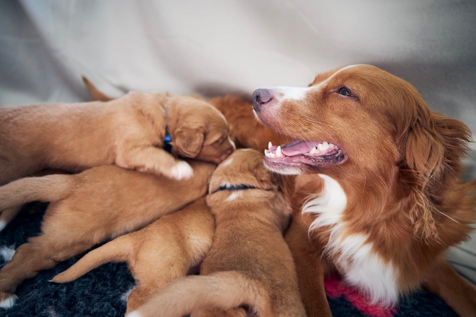 A puppy must spend a reasonable amount of developmental time with its mother before getting separated and sent to a human family.