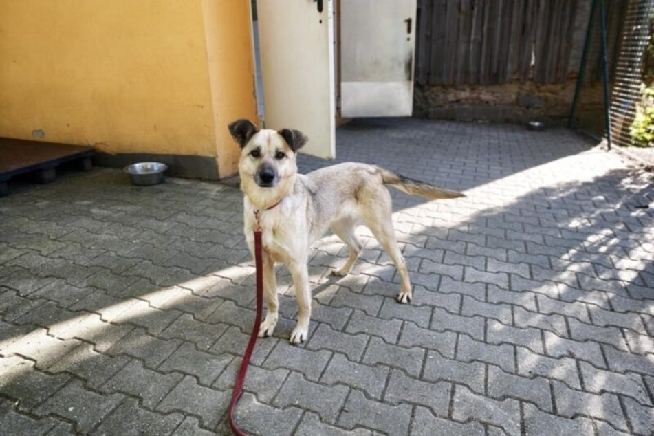 Tomka ist bereits als Junghund ins Tierheim gekommen.