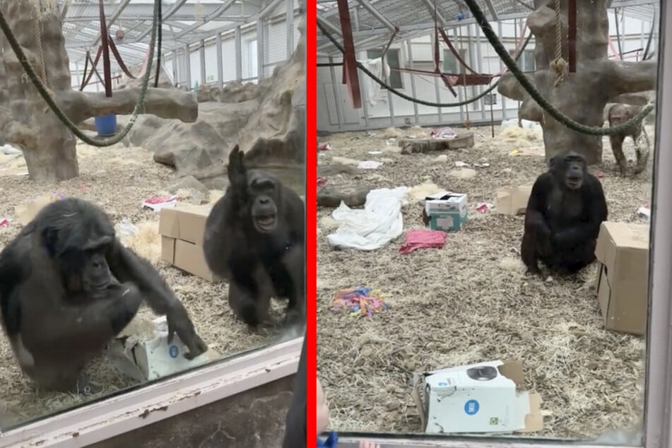 The chimpanzees were shocked by the zoo visitor's prosthetic leg.