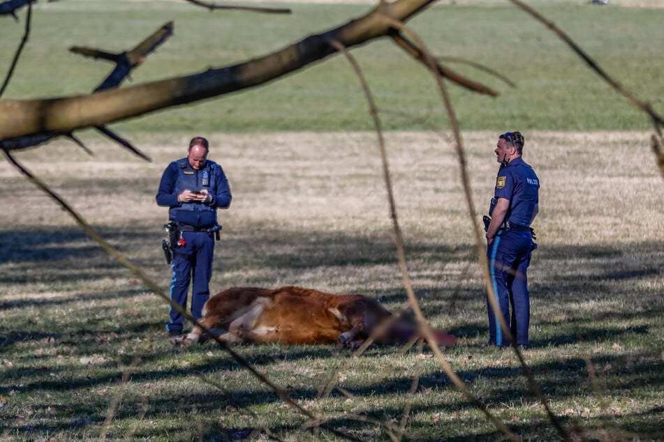 Kurz nach dem finalen Schuss übernahmen die Kollegen des Schützen den Bereich, um den Abtransport zu planen.