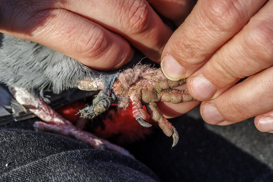 Wenn die Schnüre nicht schnell entfernt werden, sterben die Taubenbeine ab und sie wären nicht mehr ohne den Menschen überlebensfähig.