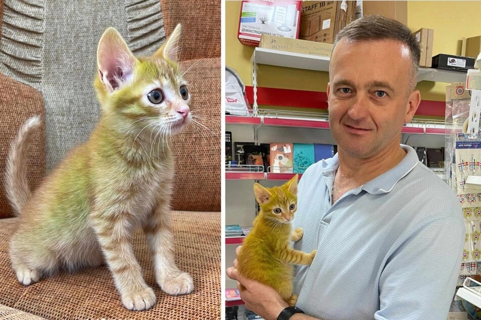 Sergey Sergej recently became the owner of a bright green kitten.
