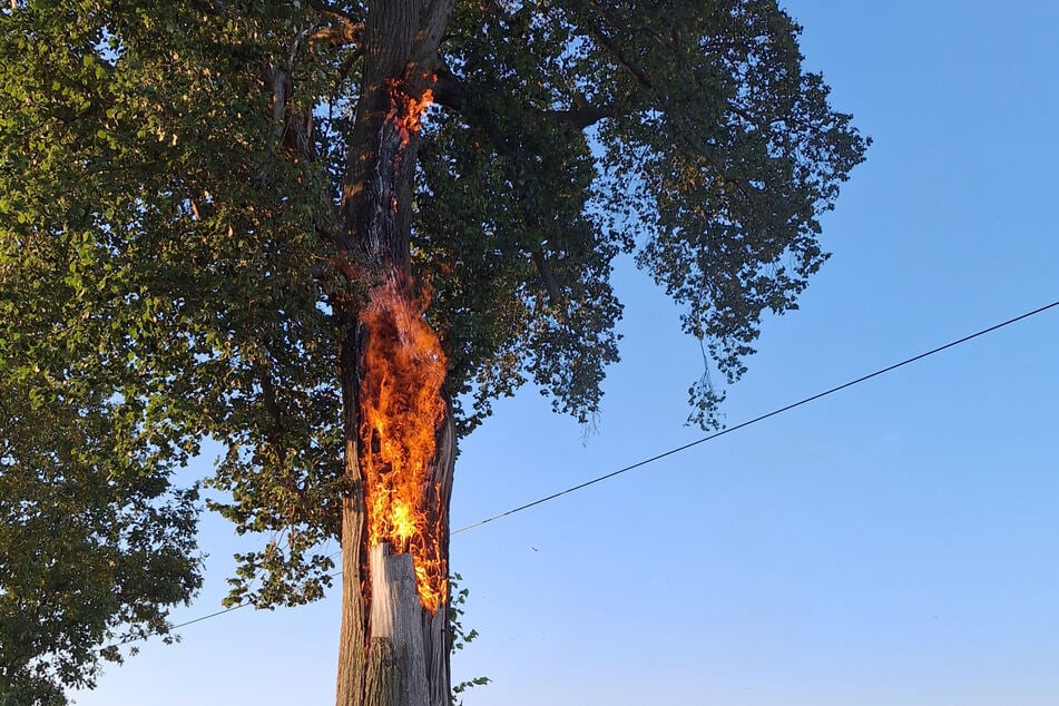 Krass: Aus der Linde heraus loderten die Flammen.