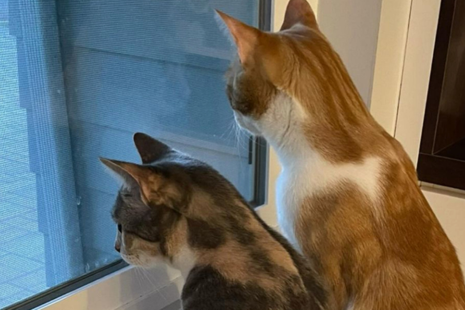 Dash and Pearl's birdwatching moment went viral on TikTok.