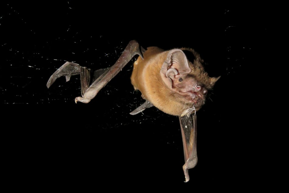 Riesenabendsegler machen bei Nacht Jagd auf Vögel und nutzen dabei einen Ultraschallruf.