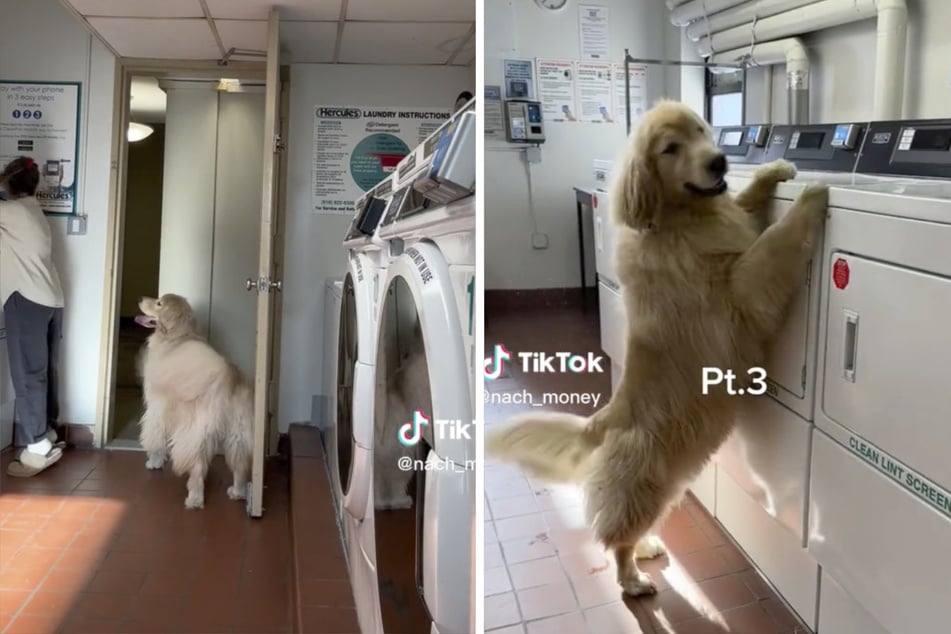 Frau trifft in Waschküche auf flauschigen Hund: Kurz darauf kann sie nicht aufhören zu lachen