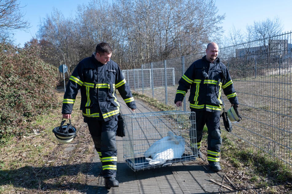 Die Feuerwehr brachte den Schwan in Sicherheit.