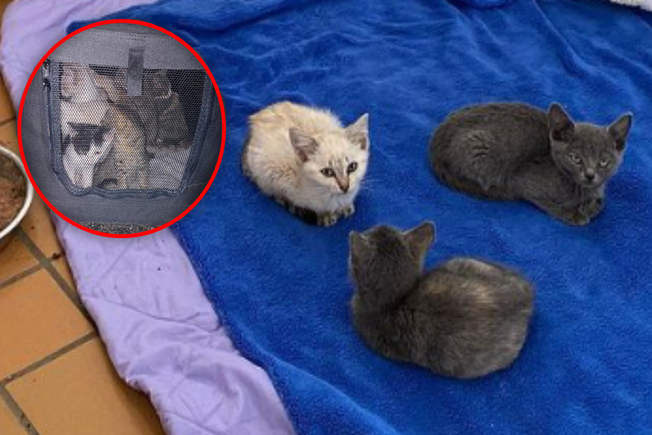 Acht Kitten herzlos ausgesetzt: Für ein Kätzchen kommt jede Hilfe zu spät