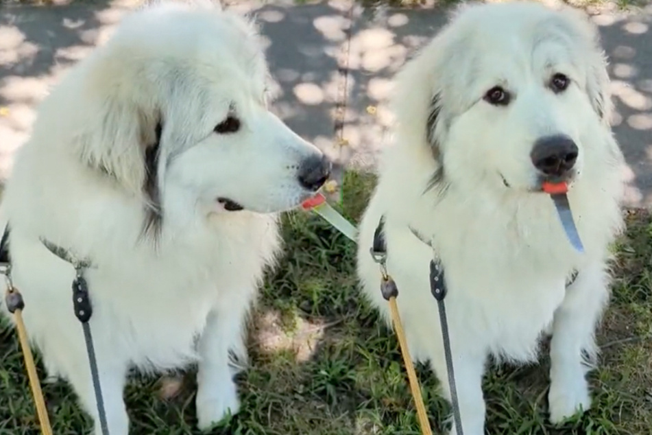 Theo the Great Pyrenees refused to drop a knife he found in a pile of branches, forcing his owner to bargain with tasty treats.