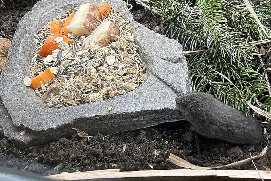 Dieses Mäusebaby ist eine echte Sensation