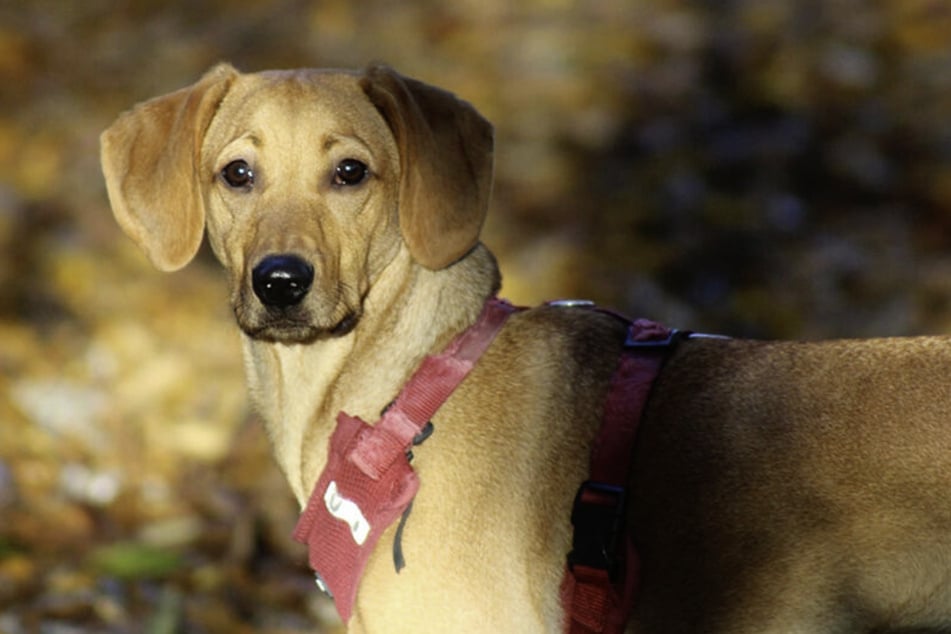 Peach kam als Fundhund in das Tierheim in Kaiserslautern.