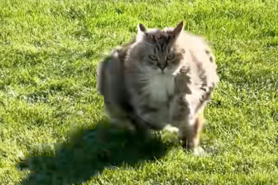 Der Blick entschlossen, das Tempo hoch: Dummerweise hat Miss Kitty kein sehr glanzvolles Ziel.