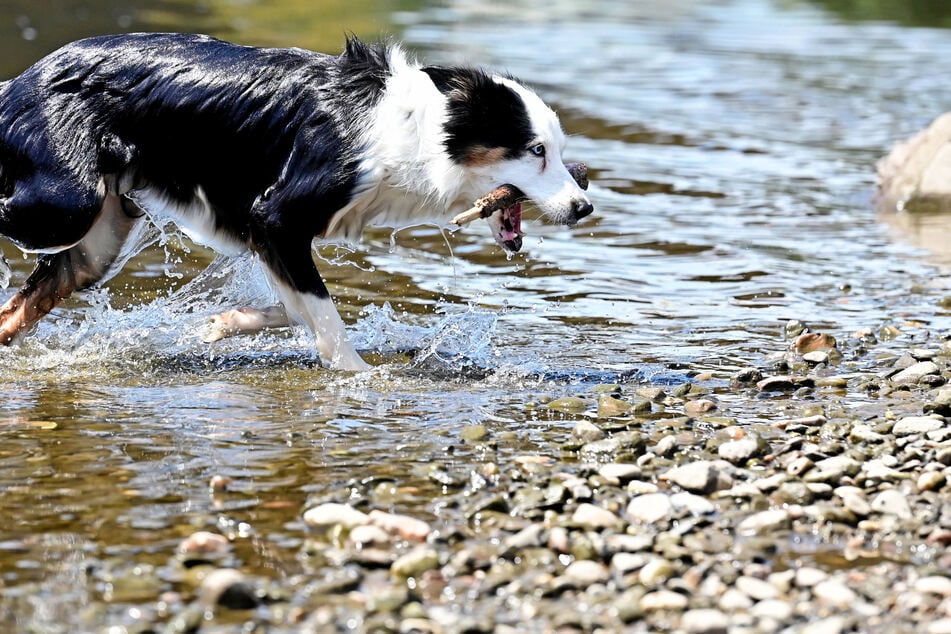 Für Vierbeiner im städtischen Tierheim ist die Elbe eine lustvolle Erfrischung an heißen Tagen.