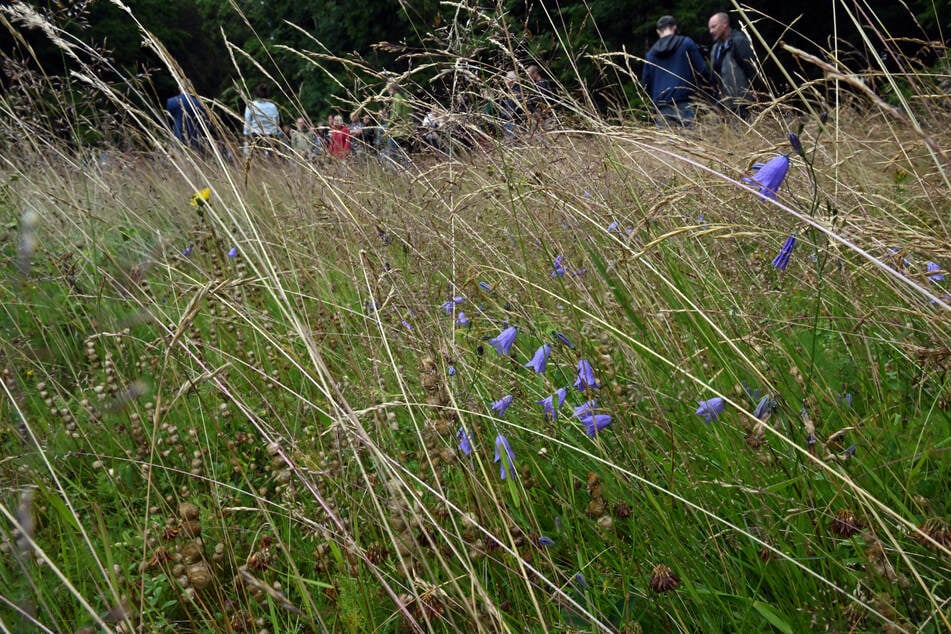 Das Geld von Bund und Land soll eingesetzt werden, um Bergwiesen von Büschen freizuschneiden und die Mahd der Flächen zu sichern. (Archivfoto)