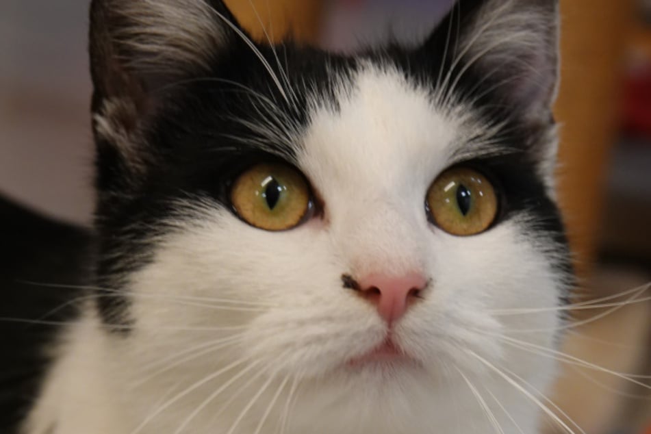 Blaze sucht ihr Für-immer-Zuhause.