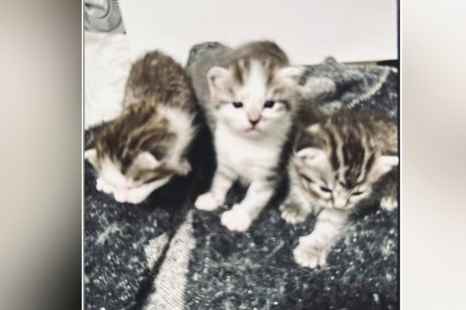 Die fünf Kitten wurden von dem Täter oder den Tätern einfach mitgenommen.