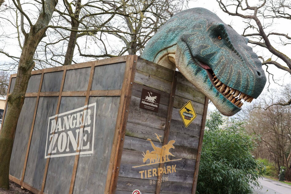 Der T-Rex wurde gerade noch pünktlich zur Eröffnung an den Tierpark Berlin geliefert.