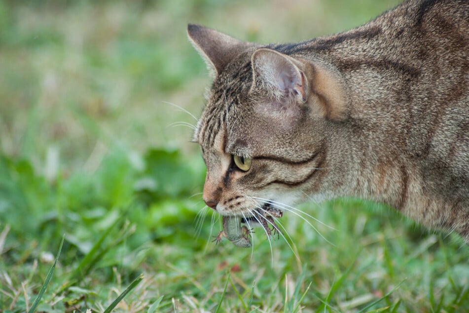 Mit einer Katze als natürlichem Fressfeind kann man Eidechsen fernhalten.