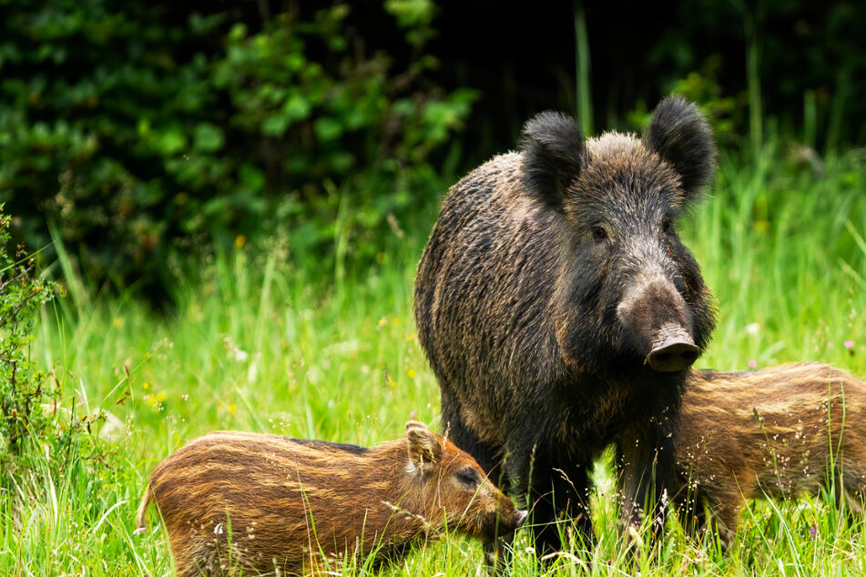 Schwein gehabt: 15-Jährige flüchtet vor einer Wildschwein-Mutter auf einen Baum