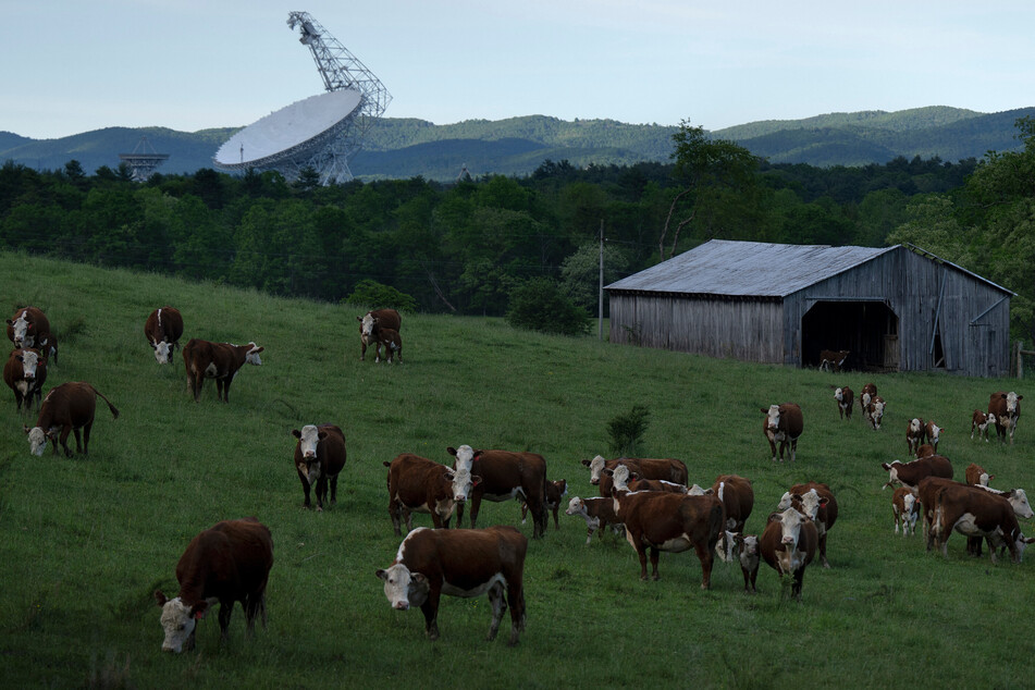 Cows graze in a field near the Green Bank Telescope, a 100-meter fully steerable radio telescope, is seen at the Green Bank Observatory in the US National Radio Quiet Zone May 20, 2024, in Green Bank, West Virginia.