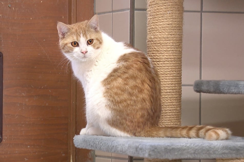 Kater Fritz liebt es, dem Wischmopp hinterherzujagen.