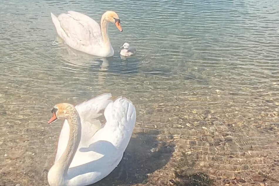 So süß: Seit Jahren gibt es endlich wieder Schwanen-Nachwuchs an der Kiesgrube Leuben.