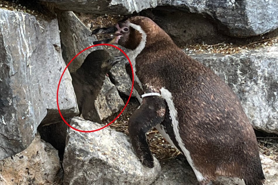 Humboldt-Pinguin Boba wird von den Elterntieren seit seinem Schlupf mit ausreichend Futter versorgt.